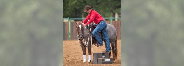 How-To-Teach-a-Horse-to-Stand-Still-While-Being-Mounted_Star-Treatment