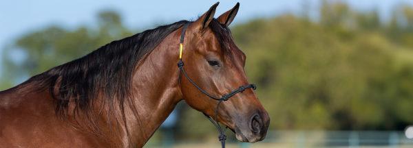 What-Size-Halter-Should-I-Get