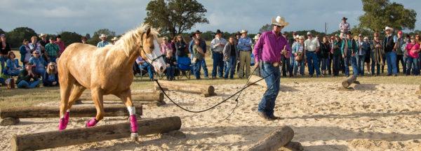 QA_move-forward-with-unhandled-weanling