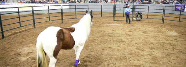 horse-has-no-draw-in-the-roundpen